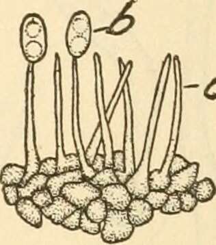 Image of Phomopsis phaseoli (Desm.) Sacc. 1915