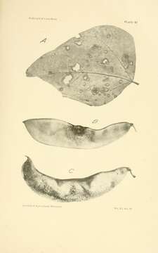 Image of Phomopsis phaseoli (Desm.) Sacc. 1915