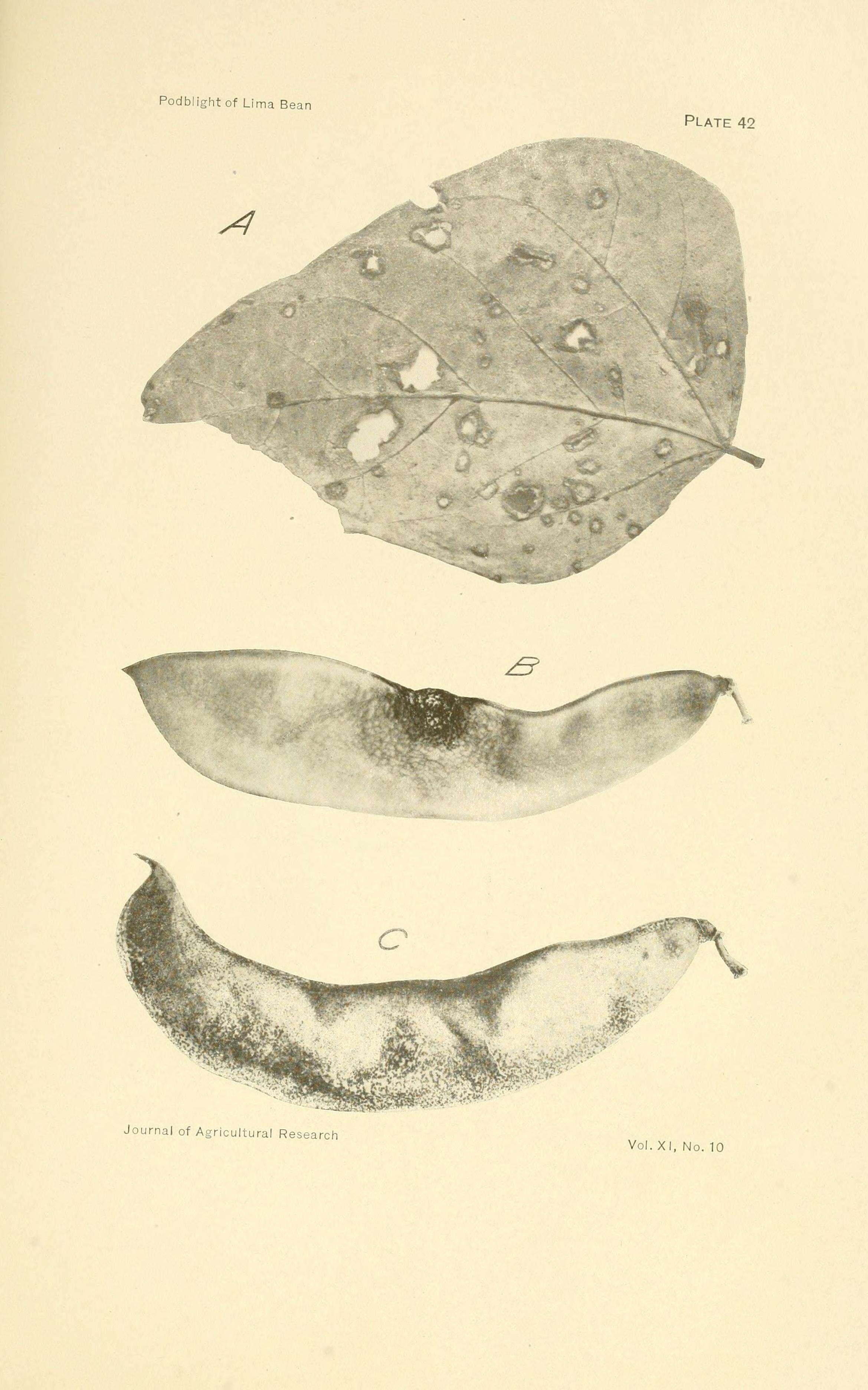 Image of Phomopsis phaseoli (Desm.) Sacc. 1915