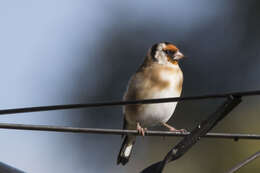 Image of European Goldfinch