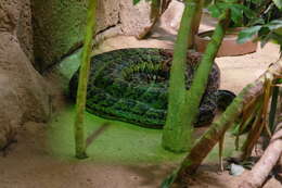 Image of Cuban Boa