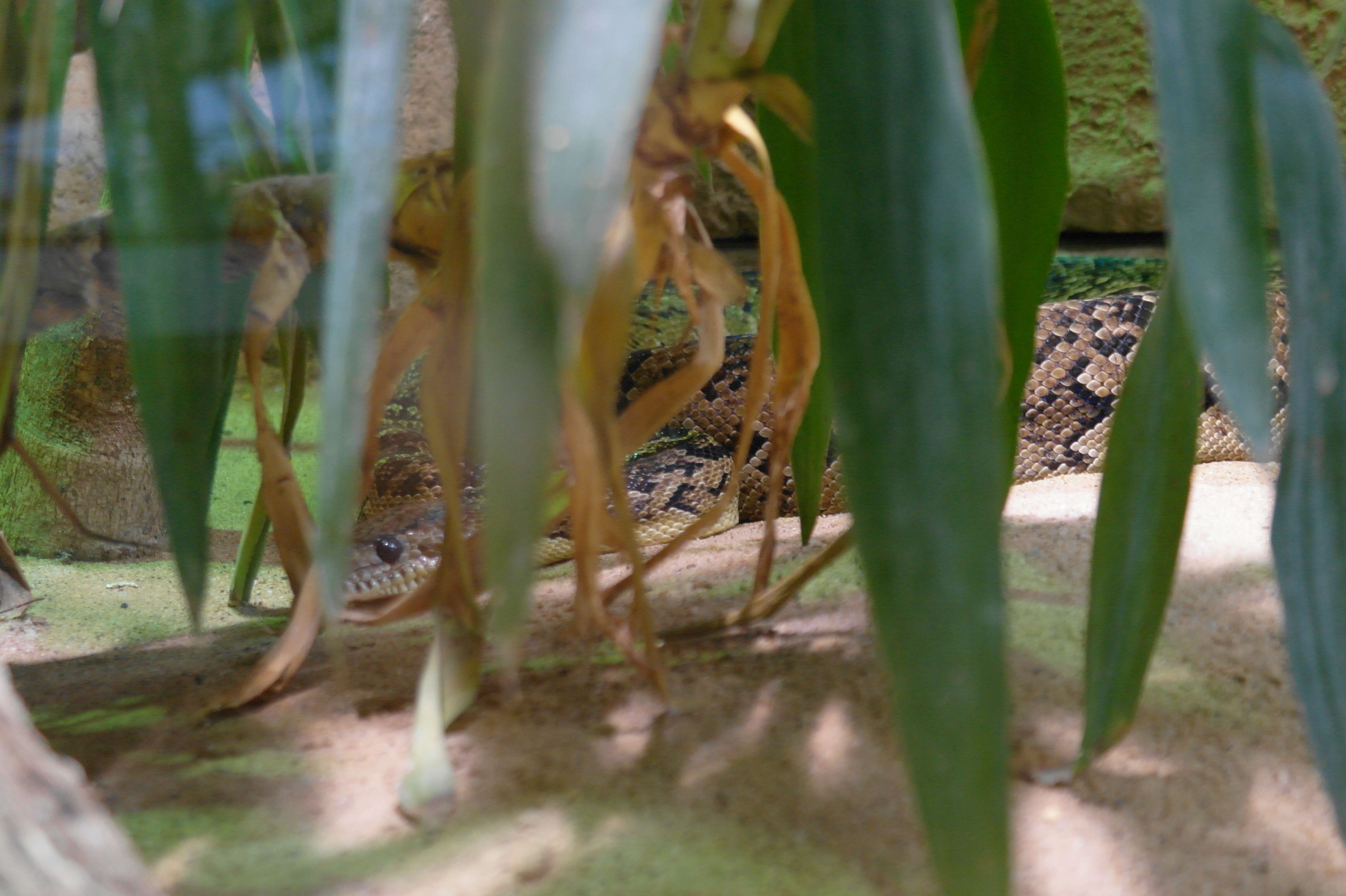 Image of Cuban Boa