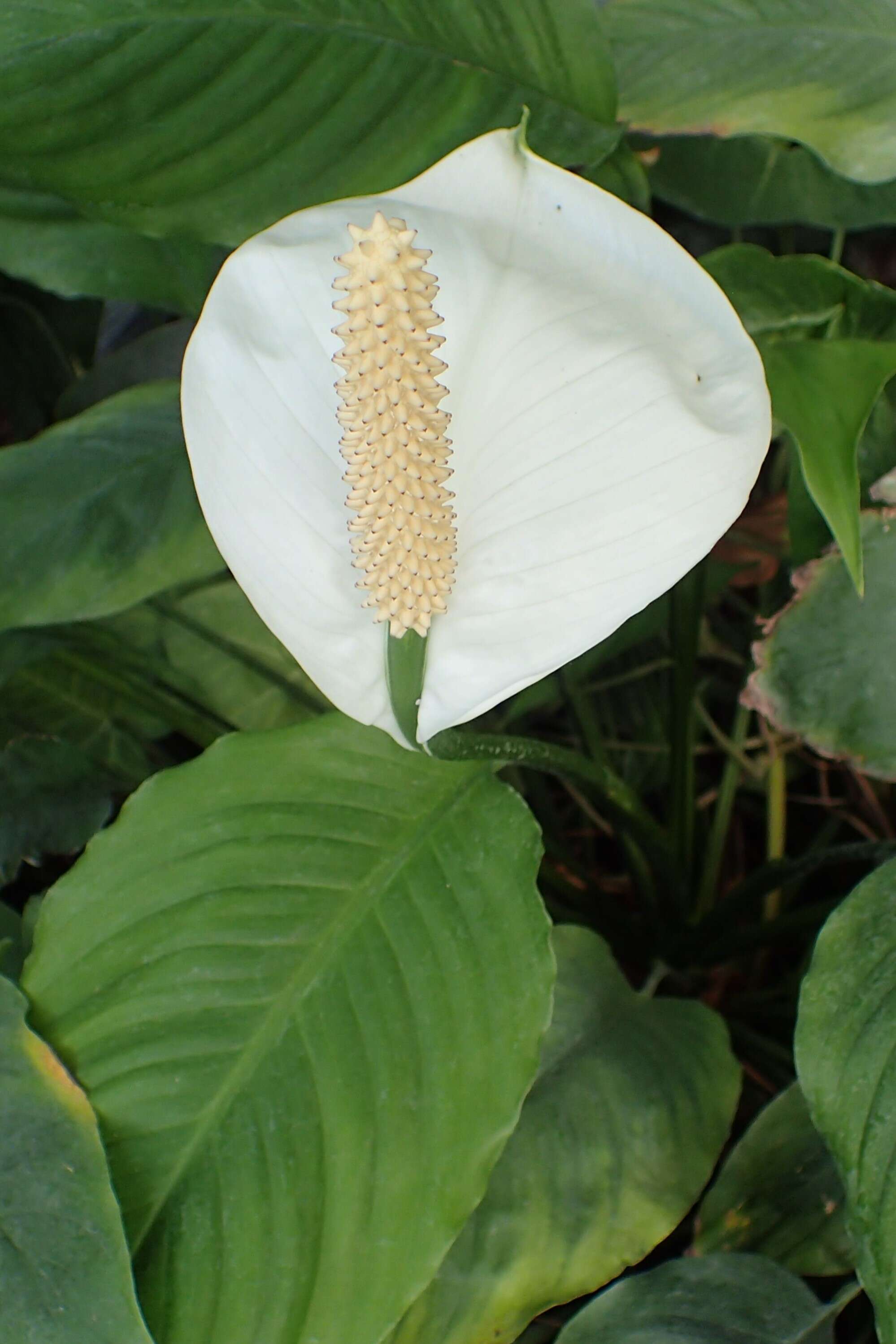 Image de Spathiphyllum floribundum (Linden & André) N. E. Br.