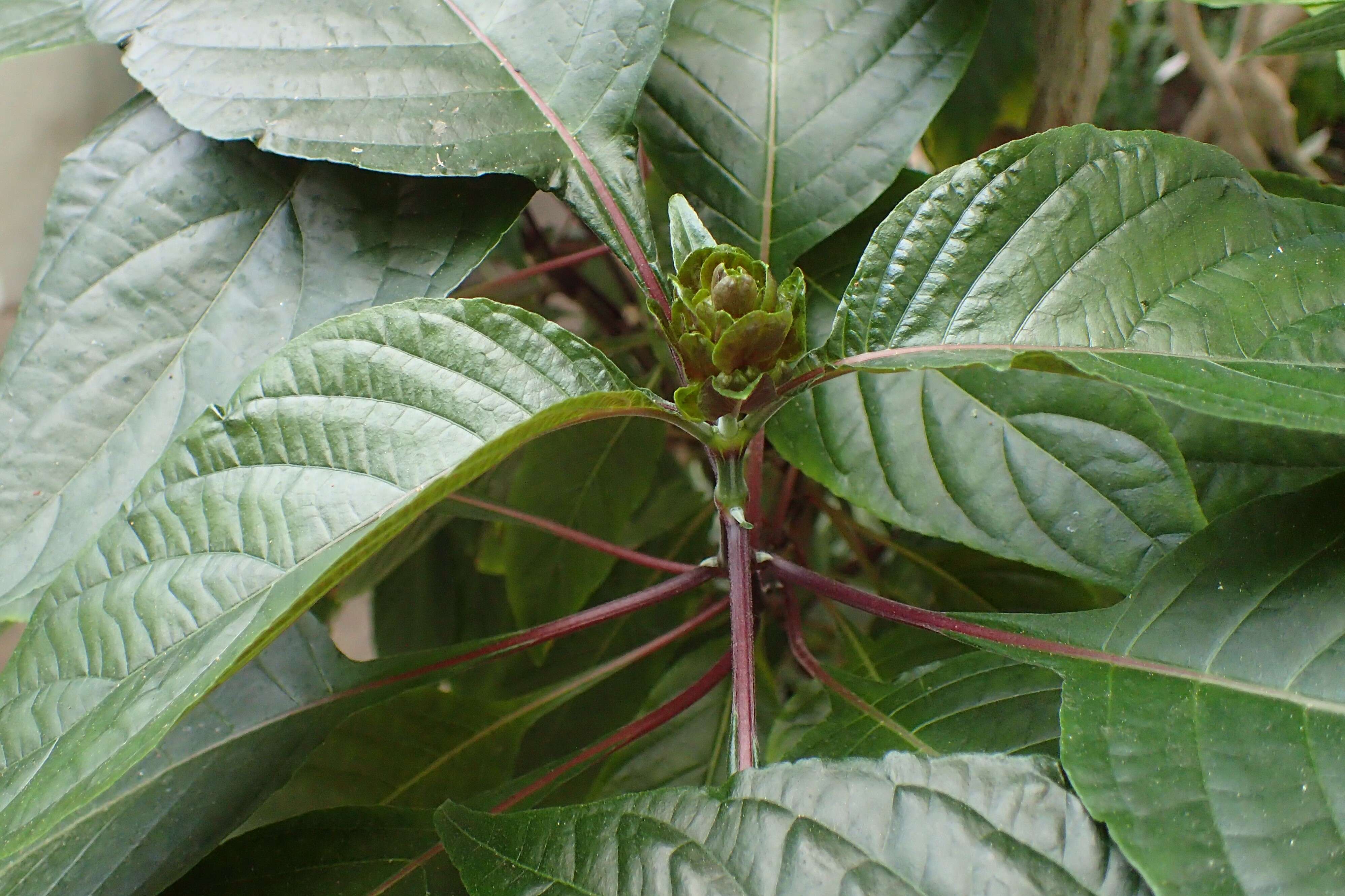 Image of Brazilian-plume