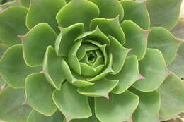 Image of Aeonium canariense (L.) Webb & Berth.