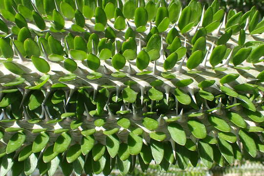 Image of Madagascan ocotillo