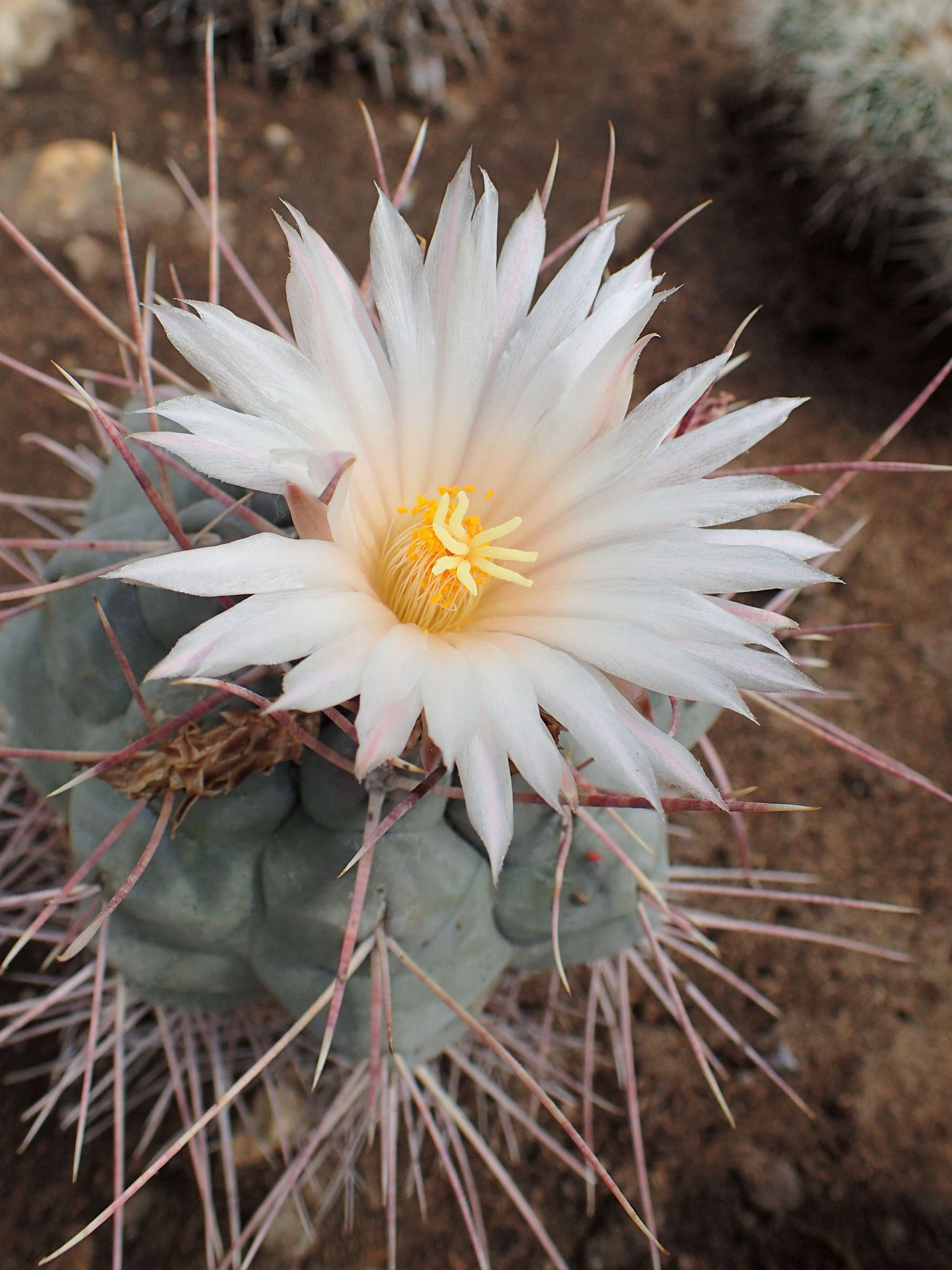 Image of Thelocactus hexaedrophorus (Lem.) Britton & Rose