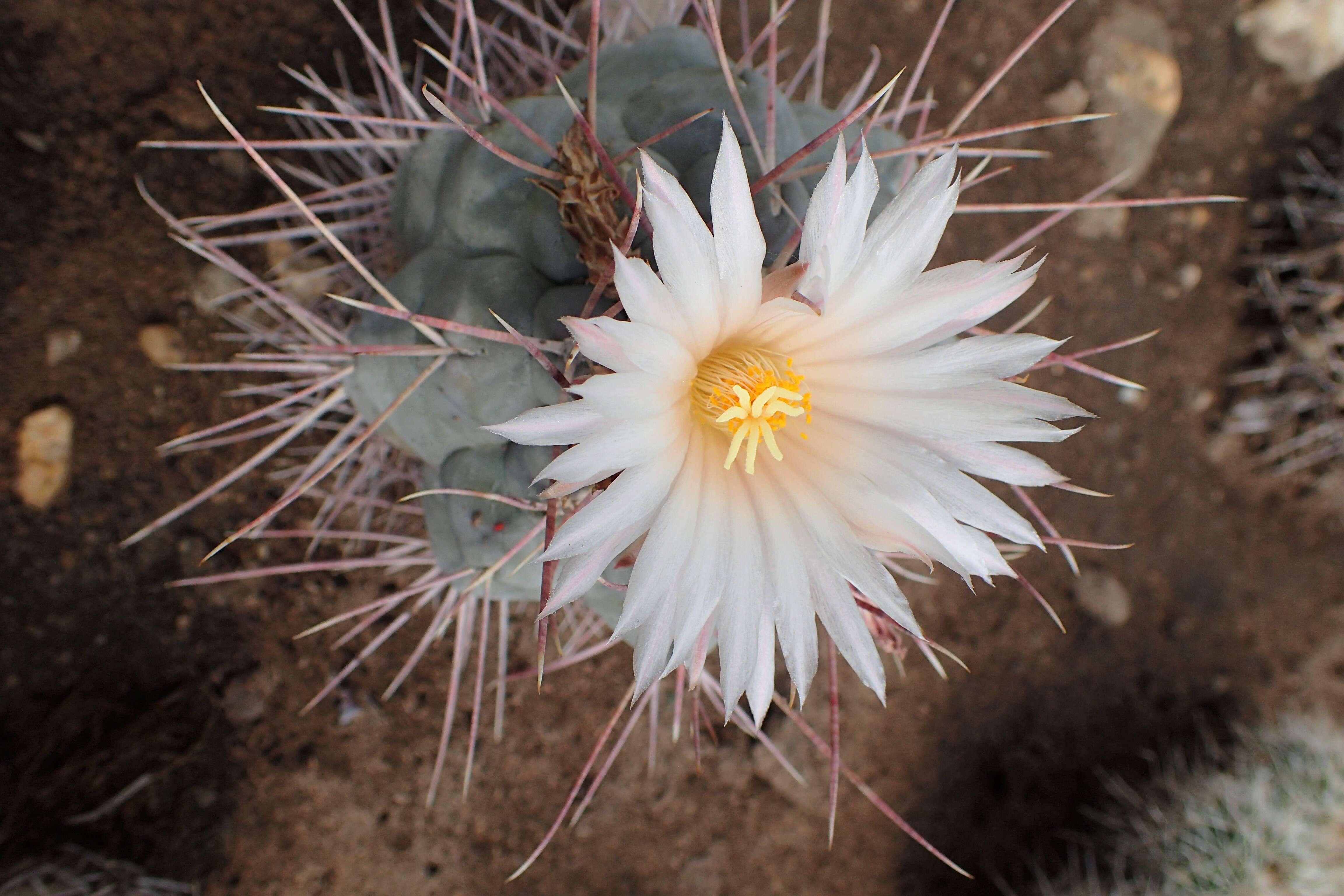 Image of Thelocactus hexaedrophorus (Lem.) Britton & Rose