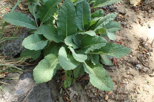 Imagem de Salvia amplexicaulis Lam.