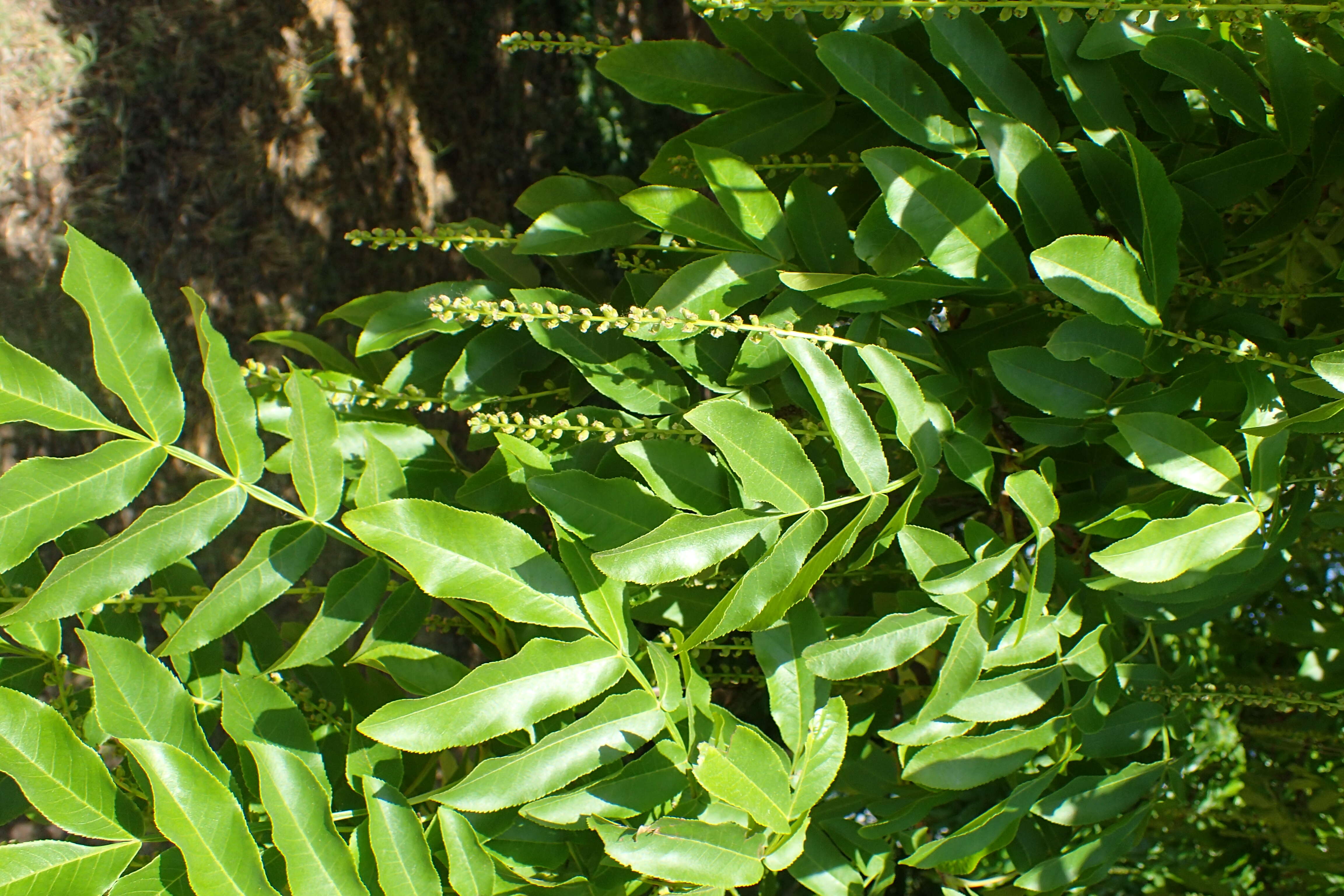 Слика од Pterocarya stenoptera C. DC.