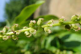 Слика од Pterocarya stenoptera C. DC.