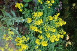 Image of woad