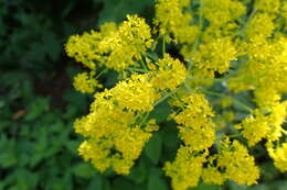 Image of woad