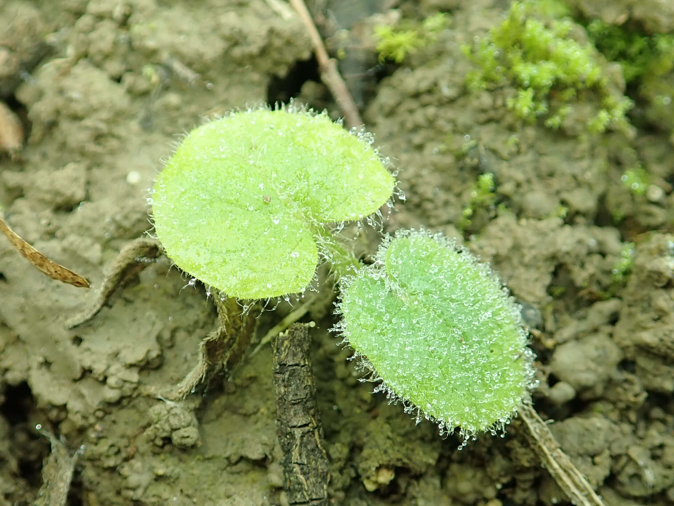 Imagem de Doronicum pardalianches L.