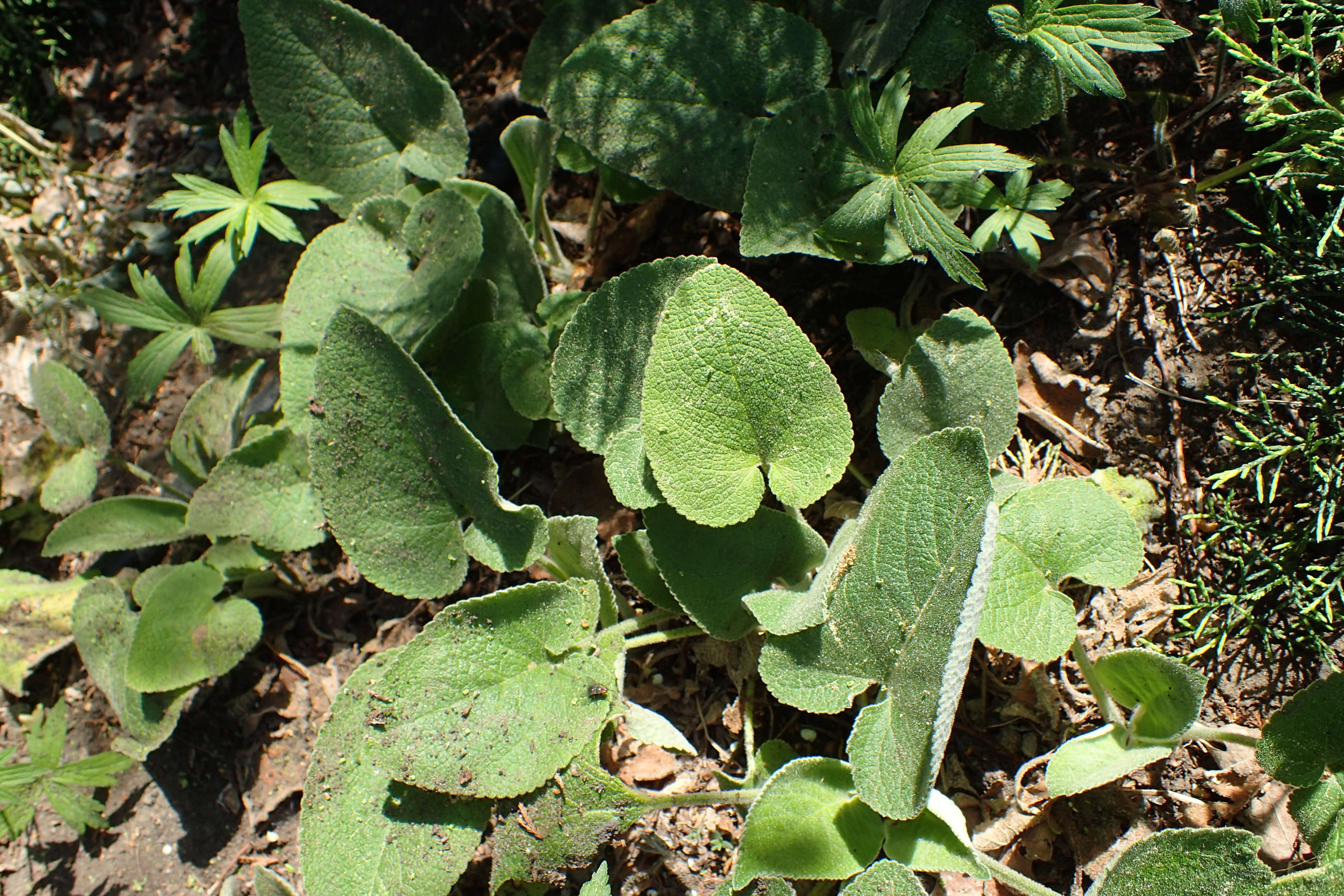 Image of Phlomis russeliana (Sims) Lag. ex Benth.