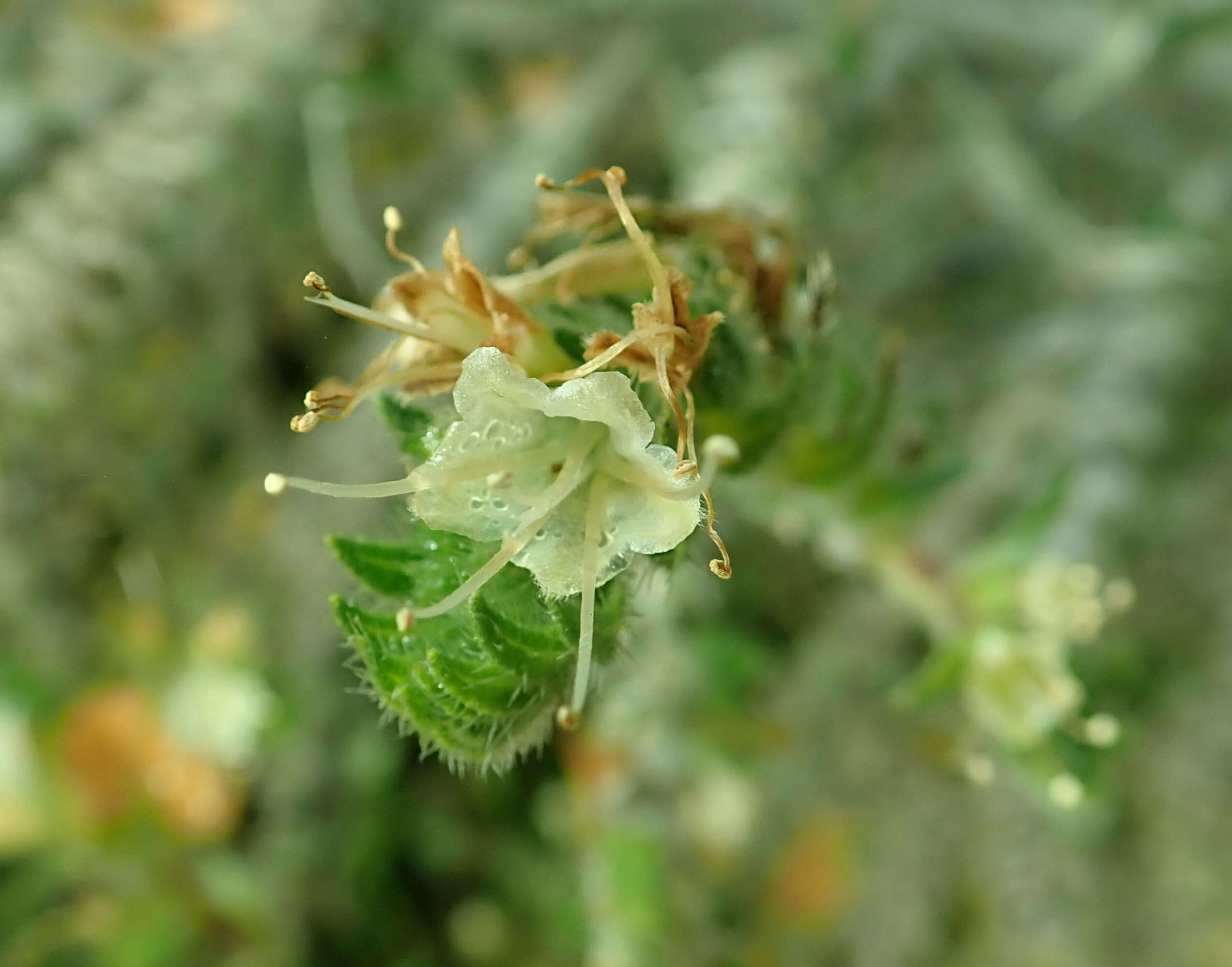 Echium italicum L.的圖片