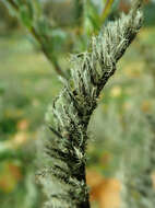 Image of Italian viper's bugloss