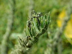 Echium italicum L.的圖片