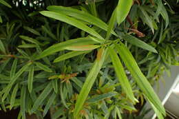 Plancia ëd Podocarpus elatus R. Br. ex Endl.