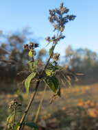 Image of oregano