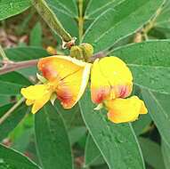 Image of pigeonpea