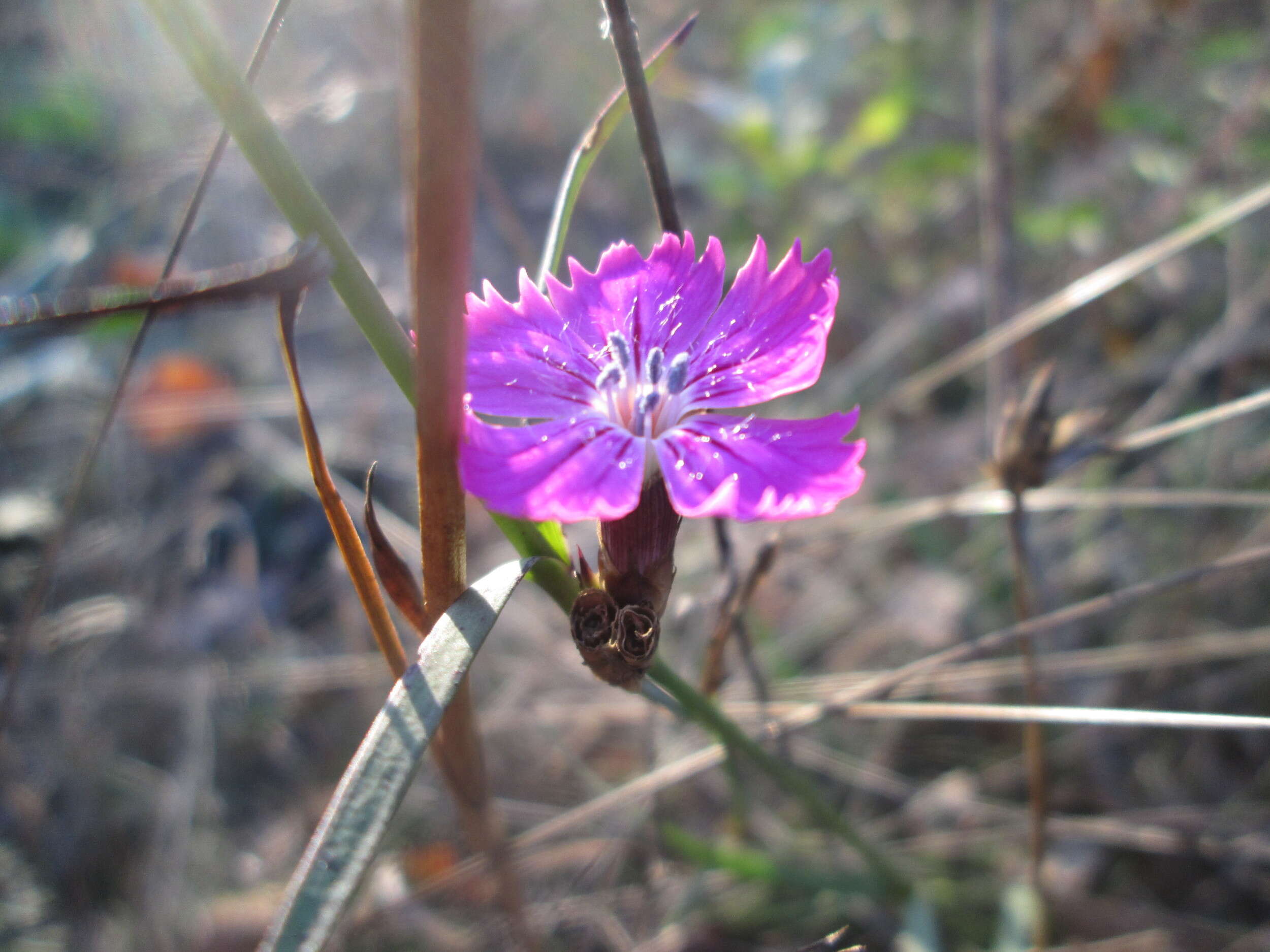 Image of carthusian pink