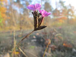 Image of carthusian pink