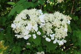 Image of Sargent's Viburnum