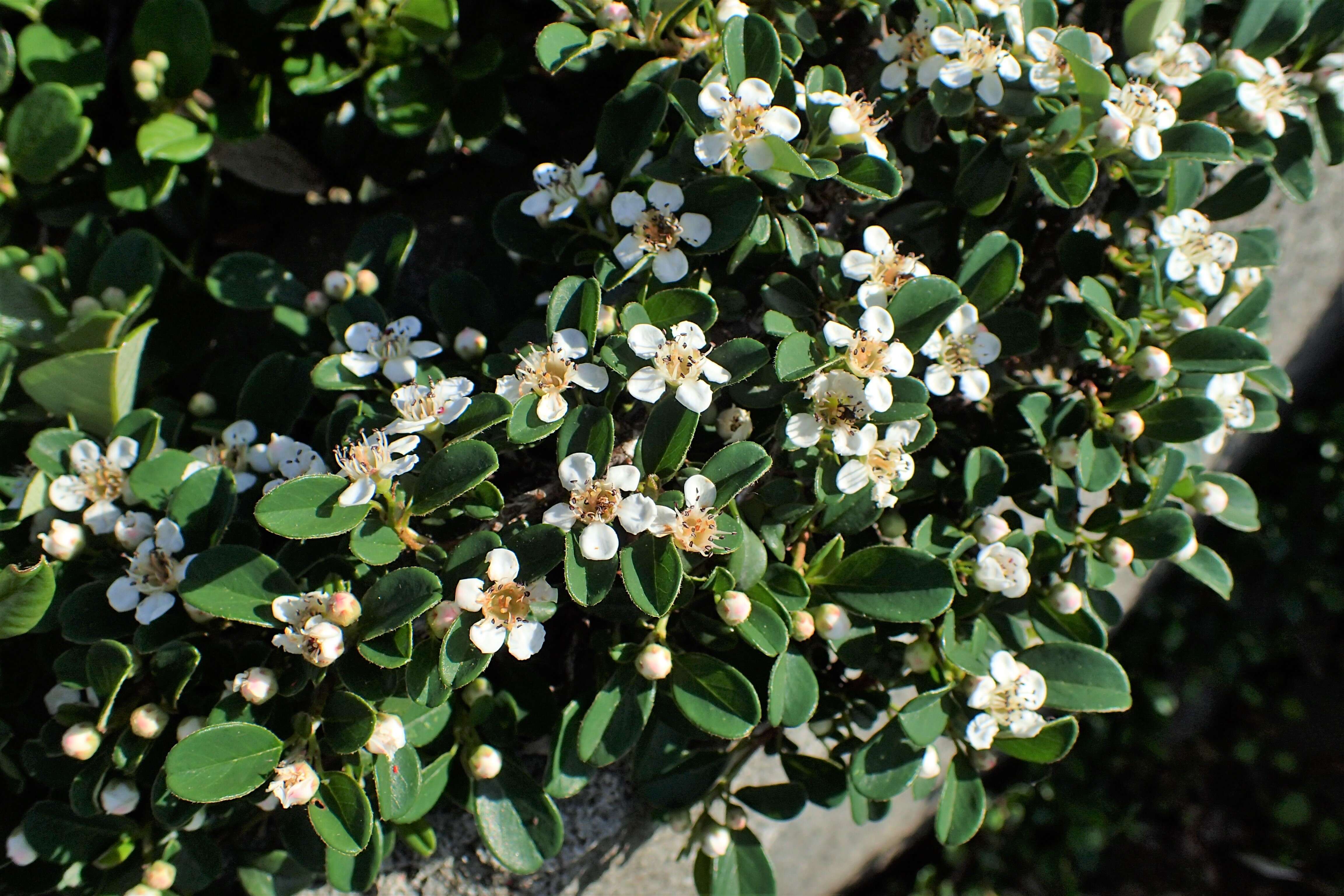 Image of bearberry cotoneaster