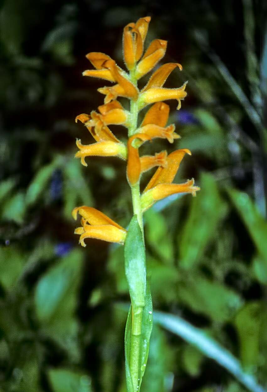 Image of lady's tresses