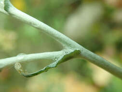 Image of Jersey cudweed