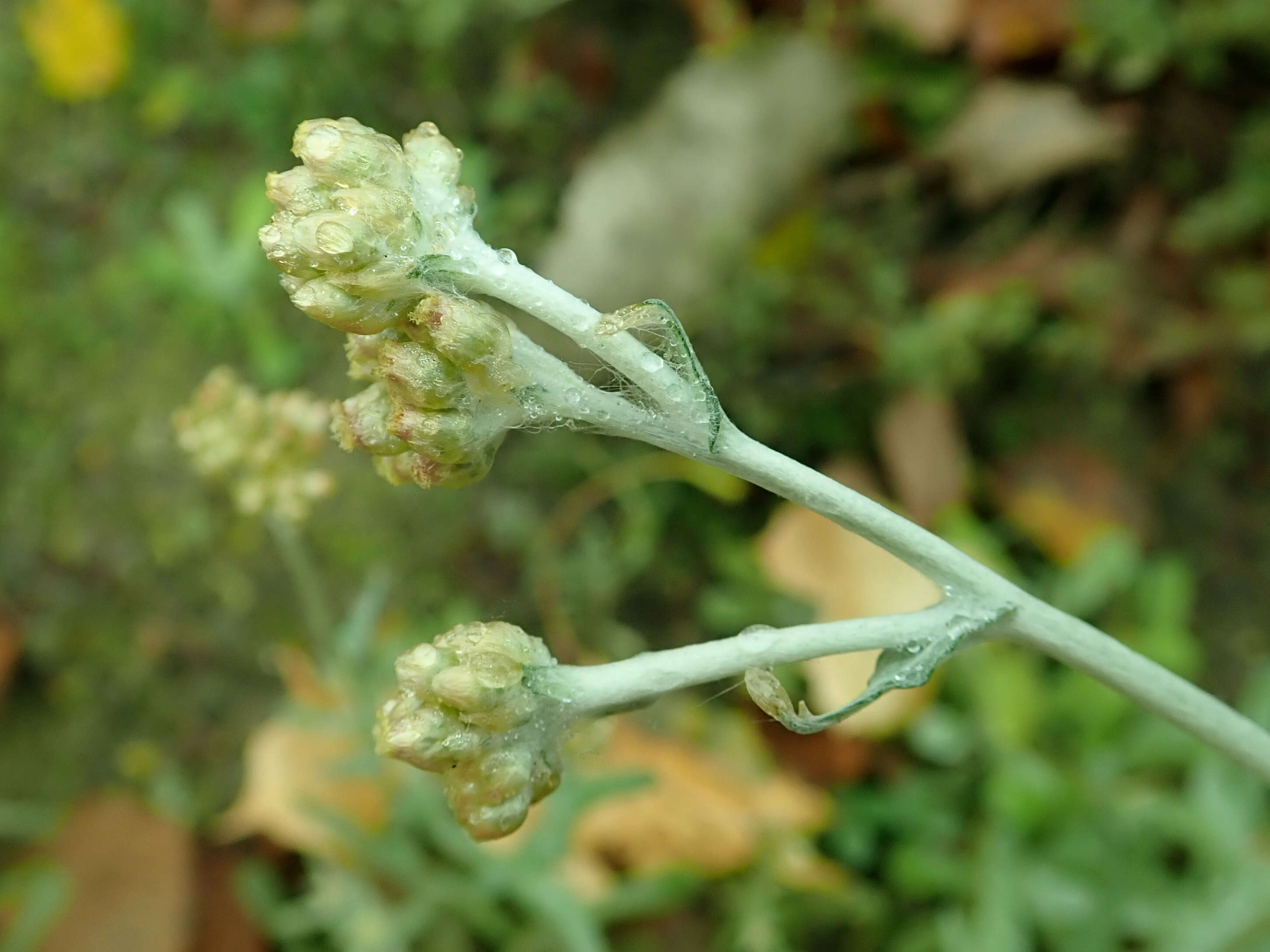 Image of Jersey cudweed