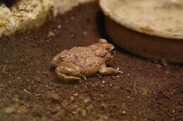 Image of Karoo Toad