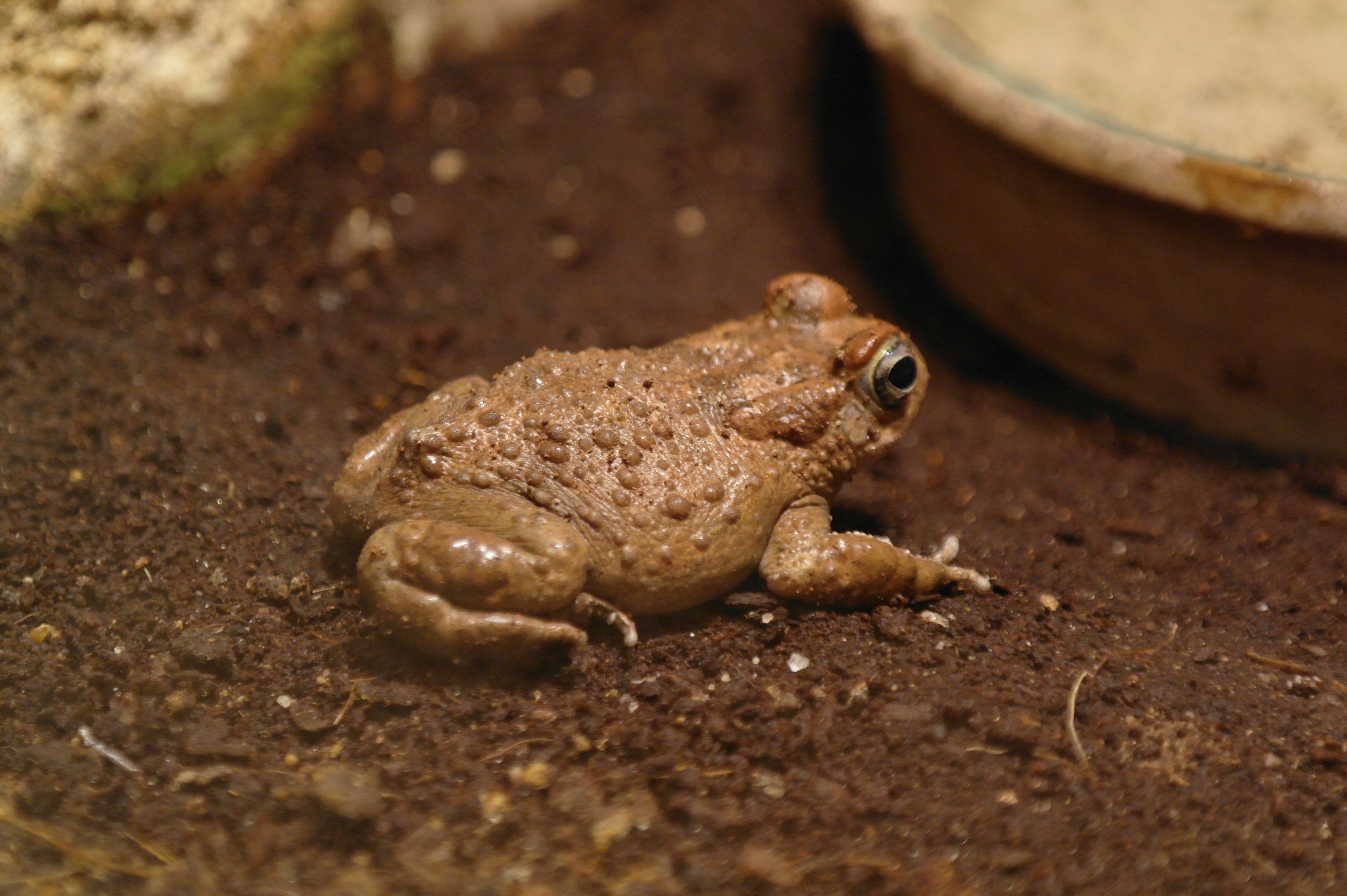 Image of Karoo Toad