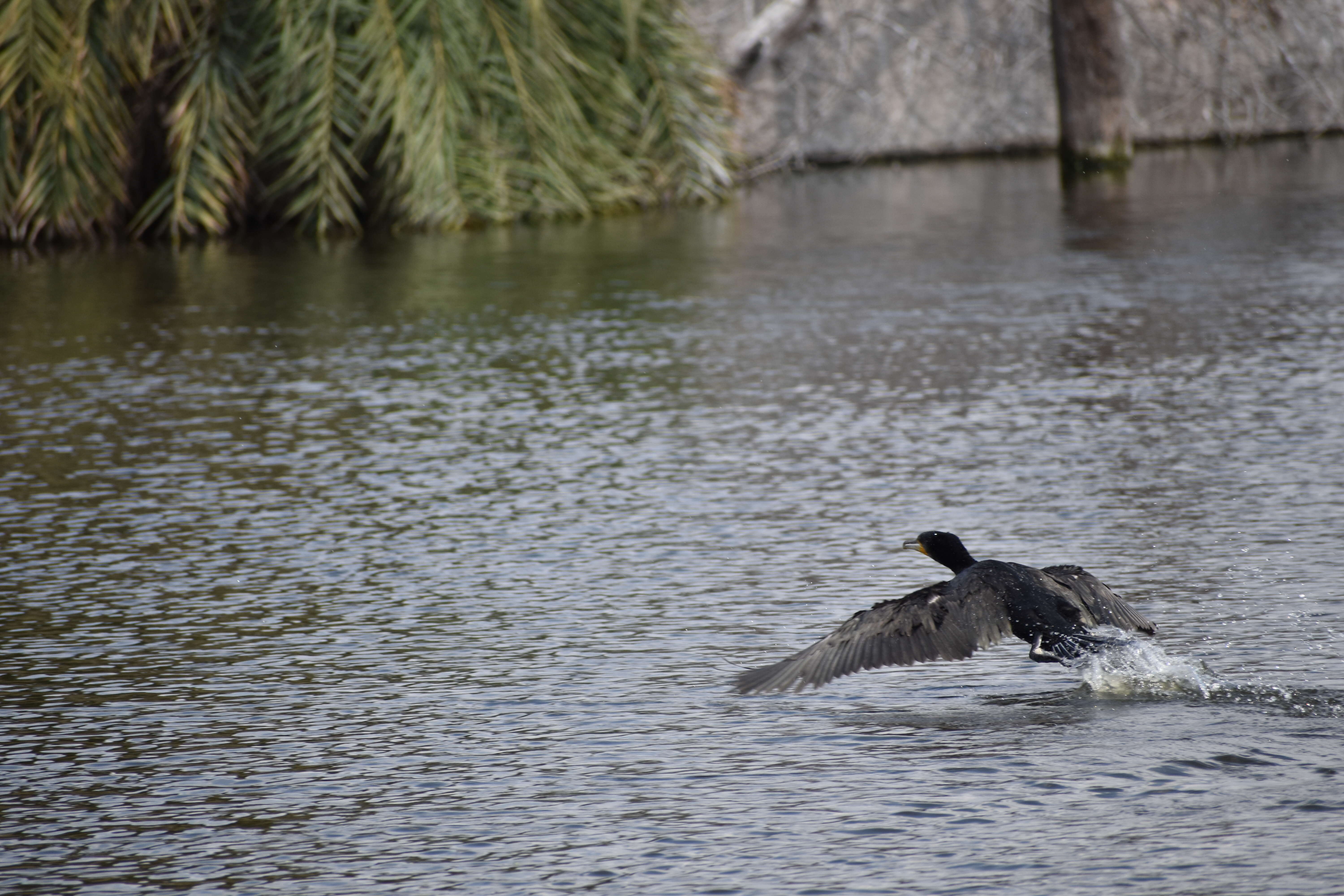 Image of Black Shag