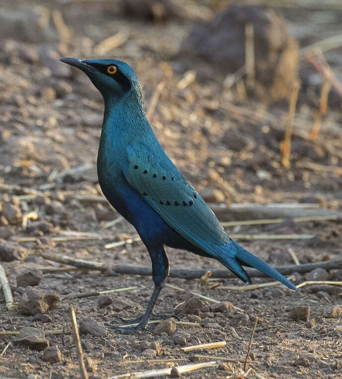 Image of Lesser Blue-eared Glossy-Starling