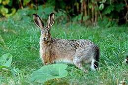 Image of brown hare, european hare