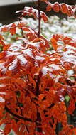 Plancia ëd Sorbus sargentiana Koehne