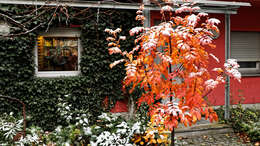 Plancia ëd Sorbus sargentiana Koehne