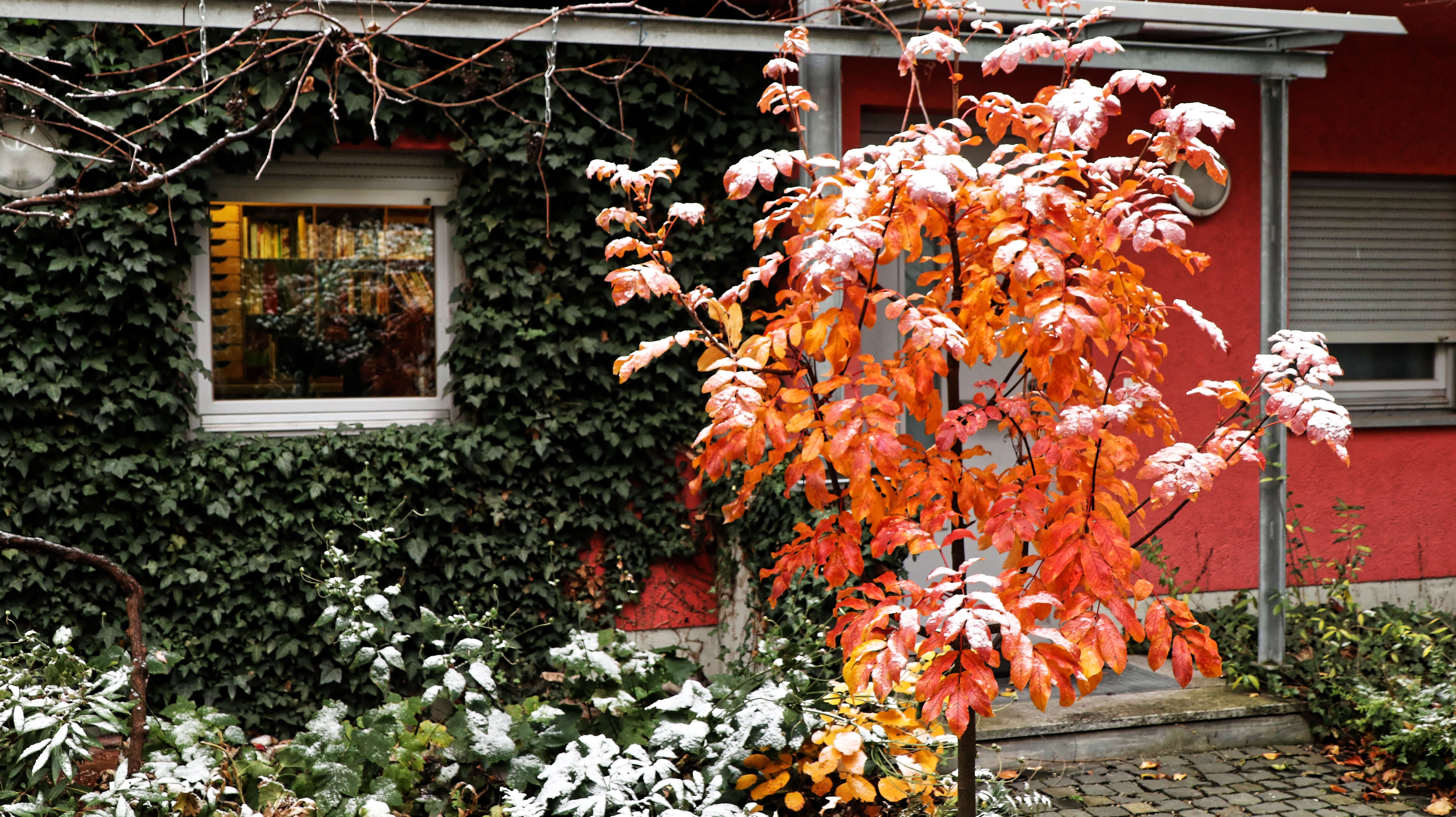 Plancia ëd Sorbus sargentiana Koehne