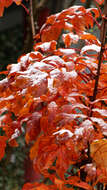 Plancia ëd Sorbus sargentiana Koehne