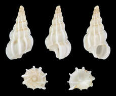 Image of Gyroscala lamellosa