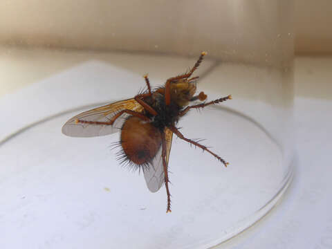 Image de Tachina fera (Linnaeus 1761)