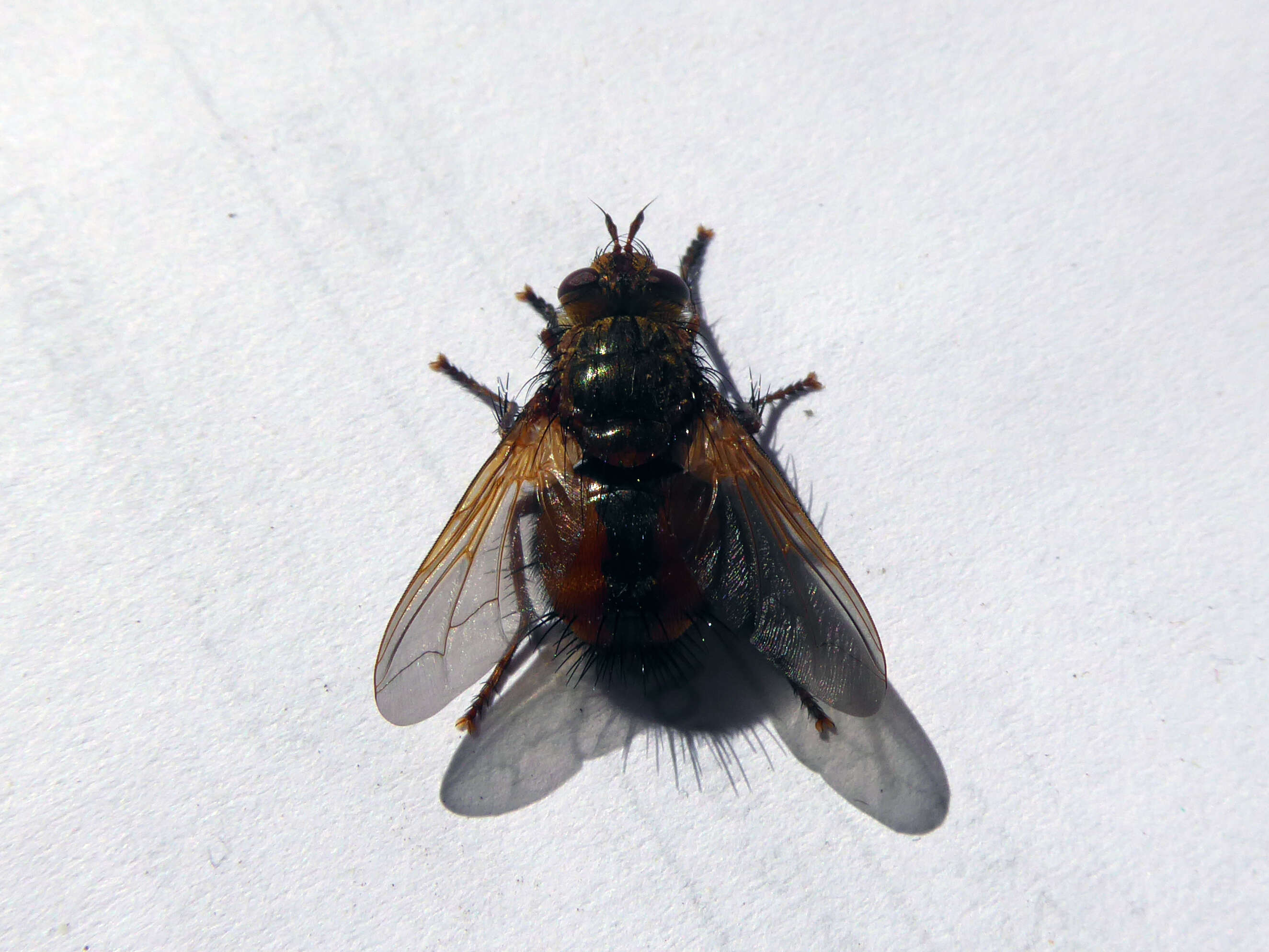 Image of Tachina fera (Linnaeus 1761)