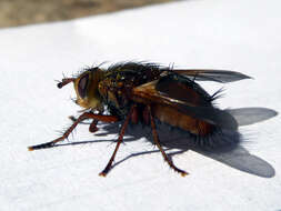 Image of Tachina fera (Linnaeus 1761)