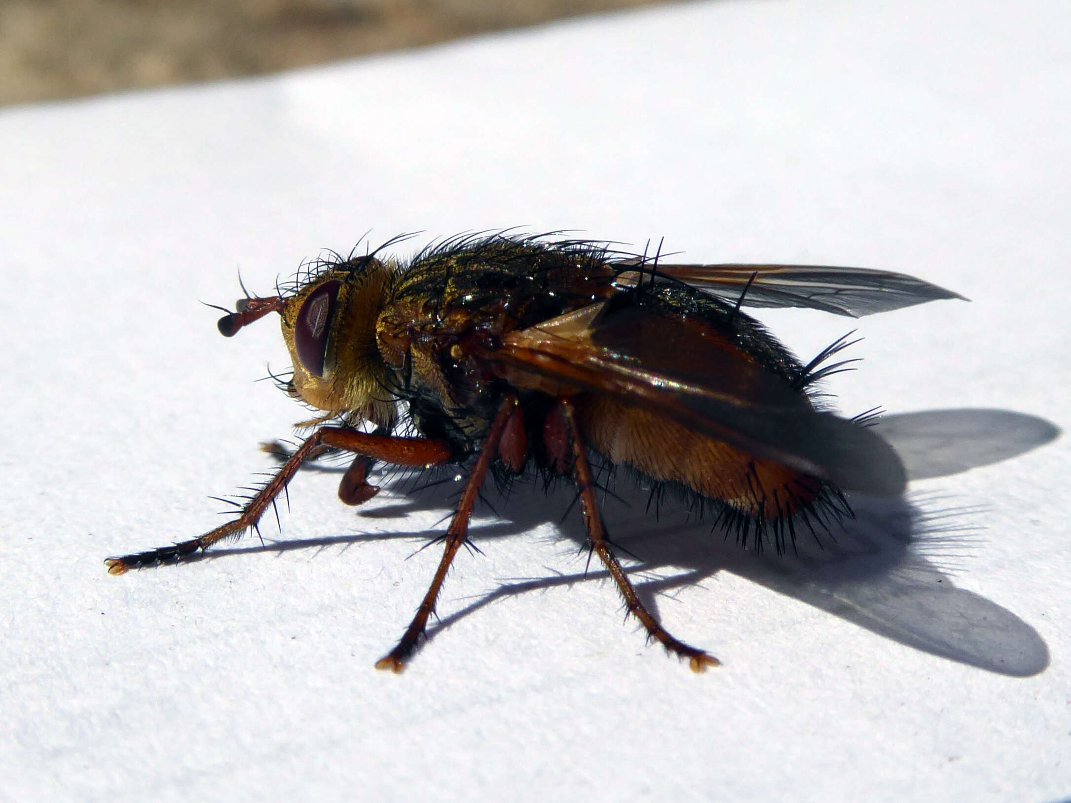 Image de Tachina fera (Linnaeus 1761)