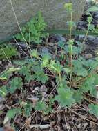 Image de Alchemilla erythropoda Juz.