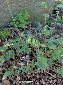 Image of Alchemilla erythropoda Juz.