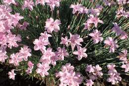 Image of feathered pink