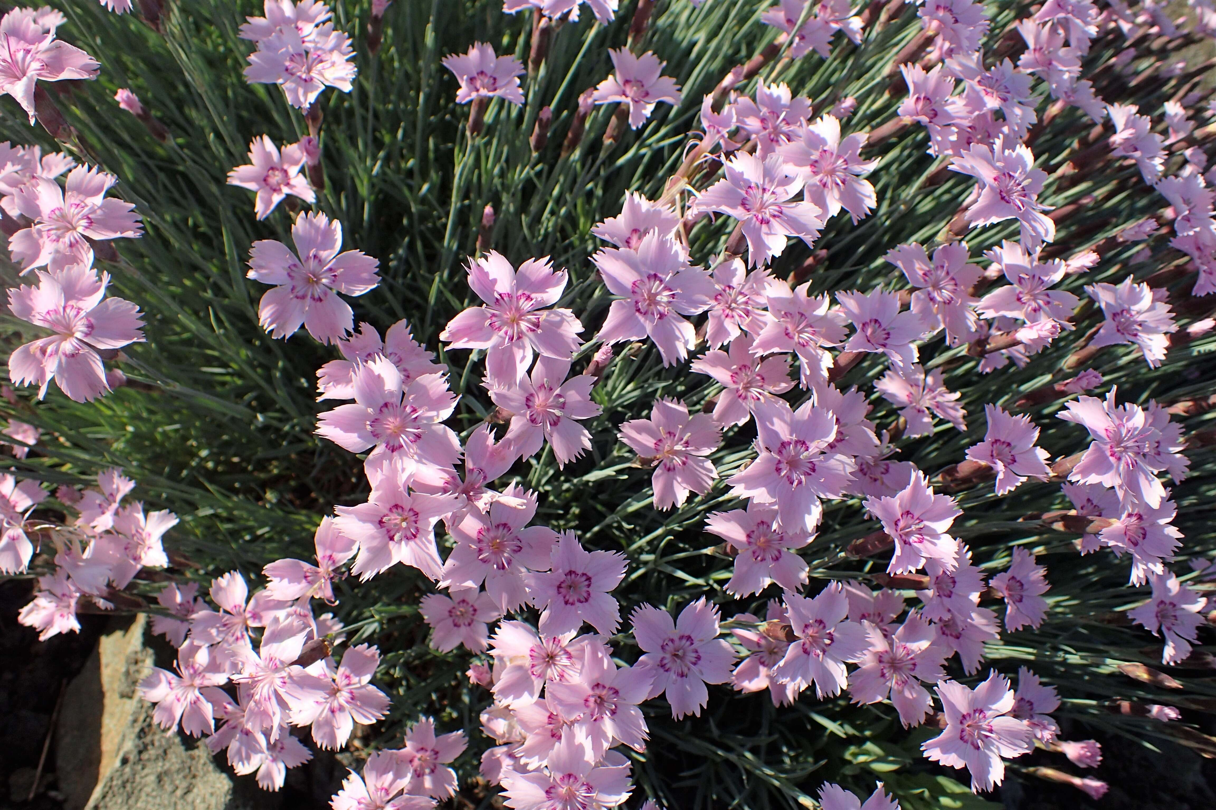 Image of feathered pink